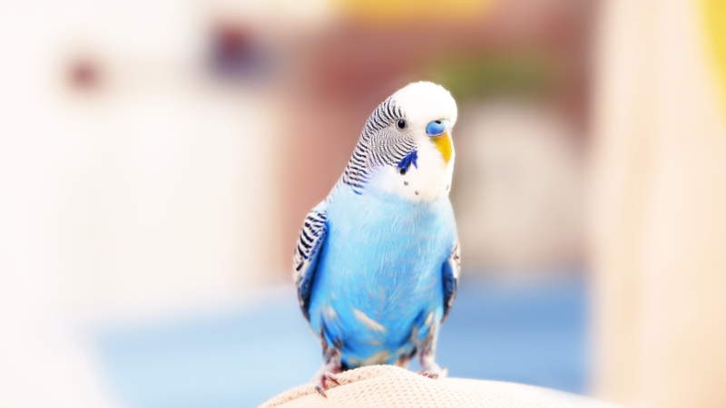 嬉しそうなセキセイインコ