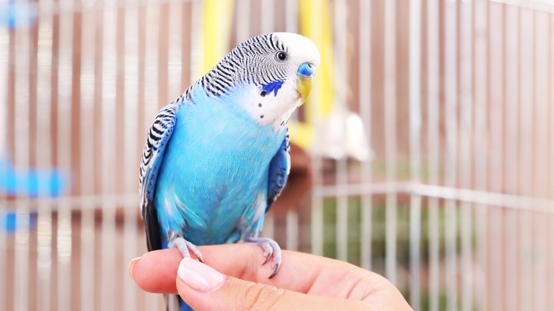手に止まって嬉しそうにしているセキセイインコ