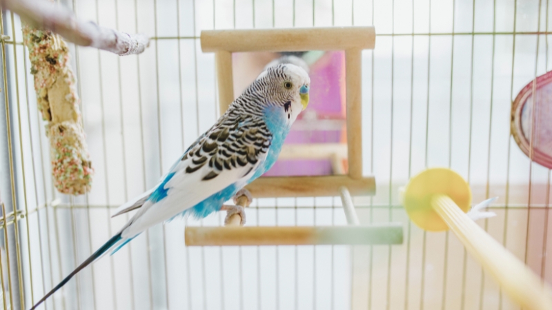 ケージ内の止まり木ミラーに乗っているセキセイインコ