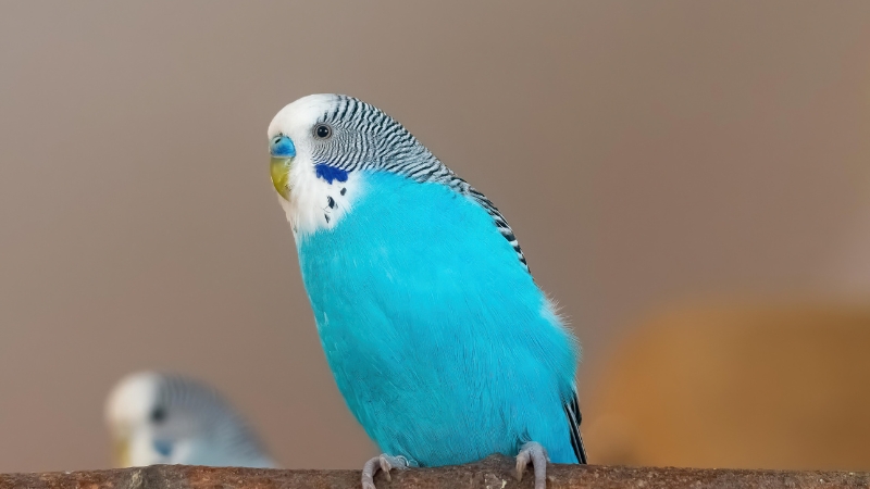 木に止まって様子をうかがうセキセイインコ