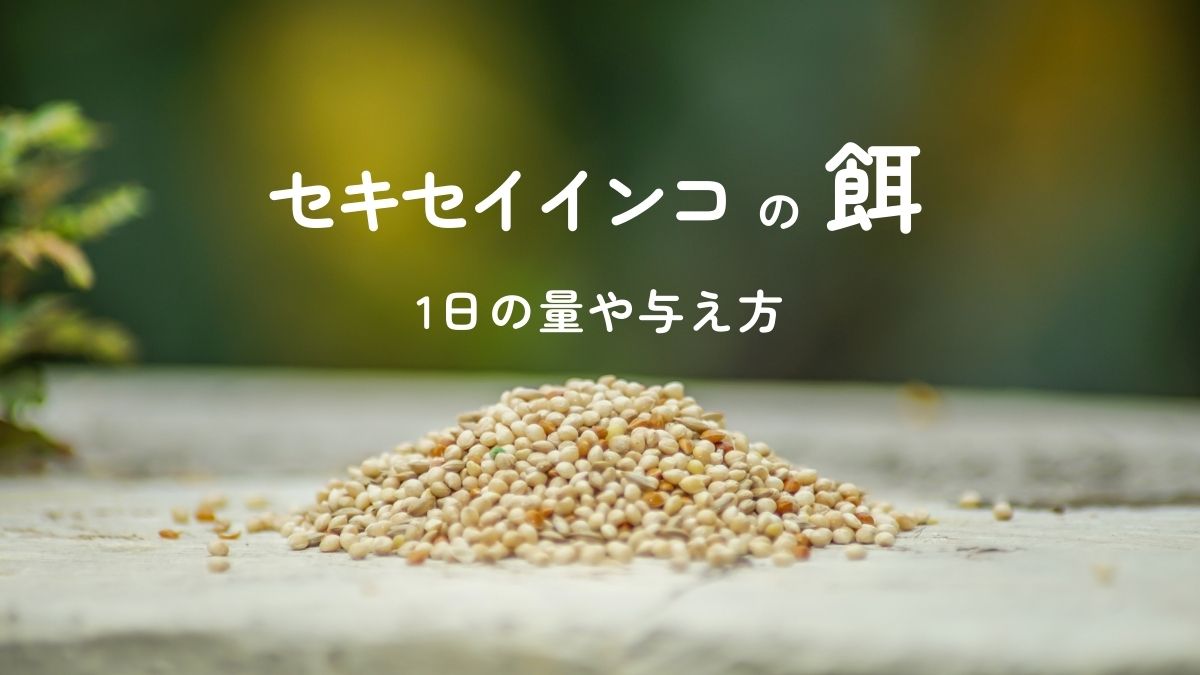 セキセイインコの餌 １日の量や与え方