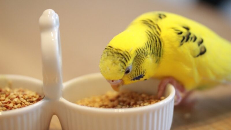 器の中の餌を食べているセキセイインコ