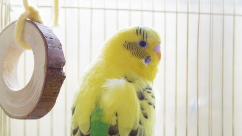 振り向いてこちらを見ているセキセイインコ