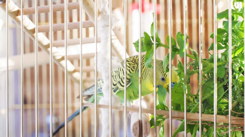 ケージの中で青菜を食べているセキセイインコ