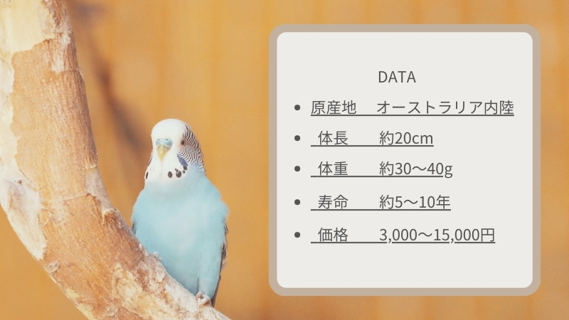 セキセイインコとDATA