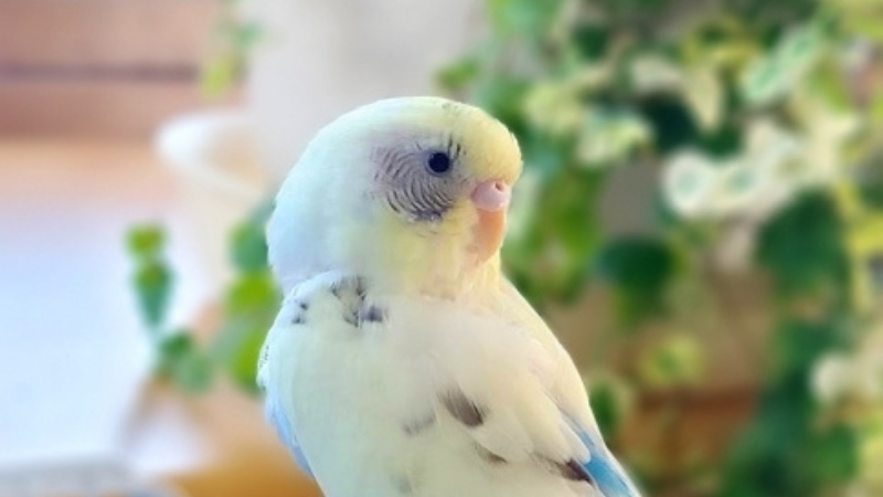 振り向いて後ろを見ているセキセイインコ