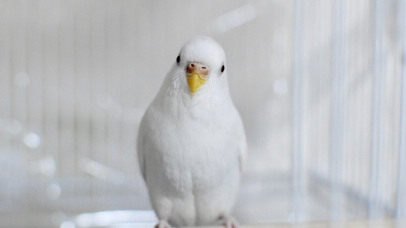 正面からこちらを見ているセキセイインコ