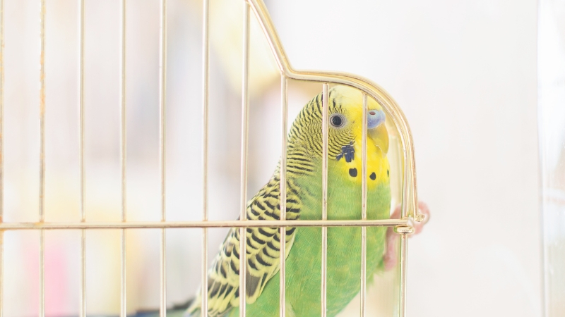 ケージの網につかまってこちらを見ているセキセイインコ