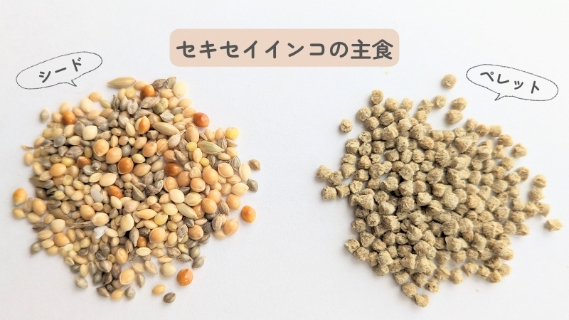 セキセイインコの主食