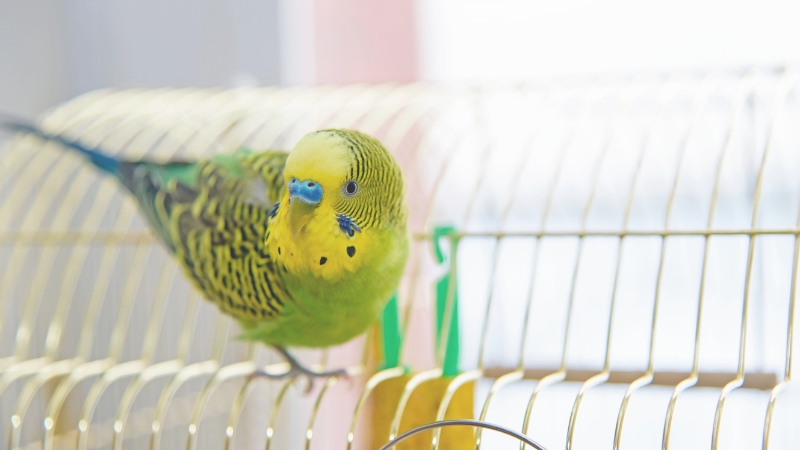 ケージの外に出てケージるセキセイインコ