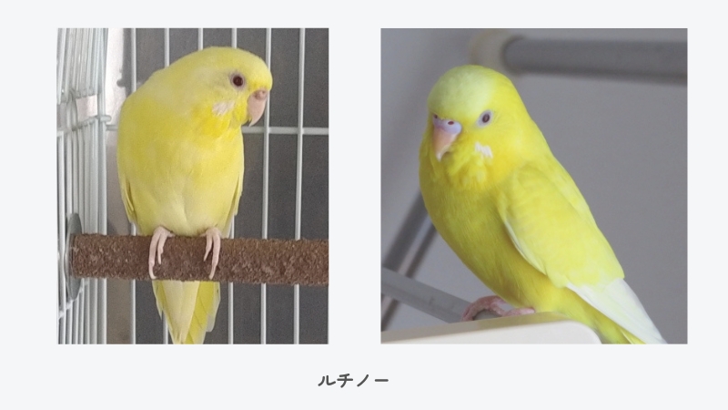 セキセイインコ ルチノー