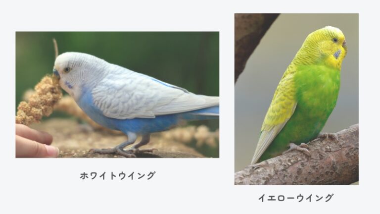 【写真つき】セキセイインコの種類14選！初心者におすすめの種類とは？ 
