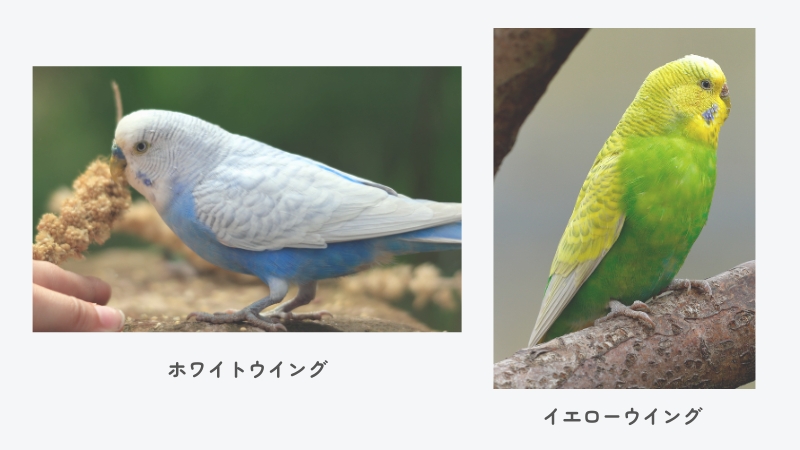 セキセイインコ ホワイトウイング、イエローウイング