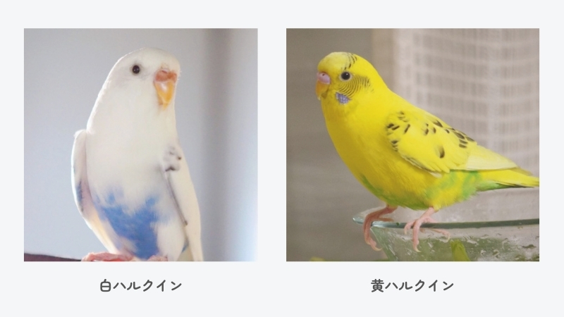 セキセイインコ 白ハルクイン、黄ハルクイン
