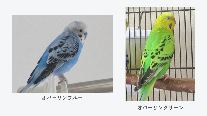 セキセイインコ オパーリンブルー、オパーリングリーン
