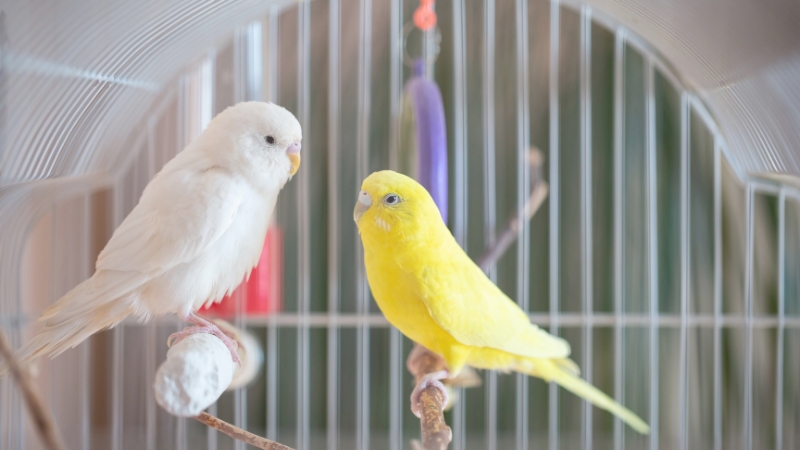止まり木の上で向き合っている2羽のセキセイインコ