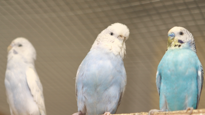 並んでいる3羽のセキセイインコ