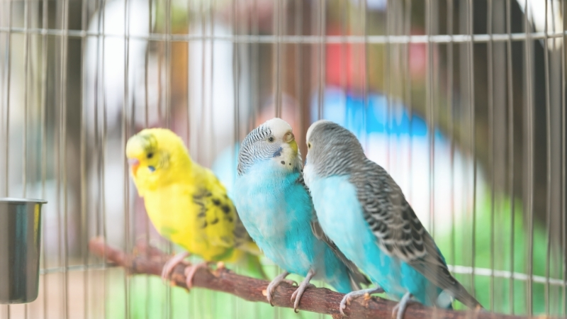 止まり木に止まっている3羽のセキセイインコ