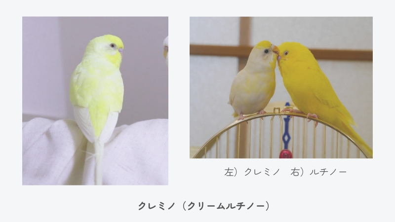 セキセイインコ クレミノ