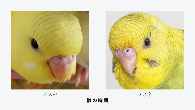 セキセイインコ 雛の時期のオスとメスの ろう膜の違い