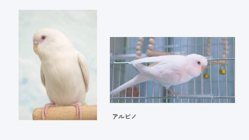 セキセイインコ アルビノ