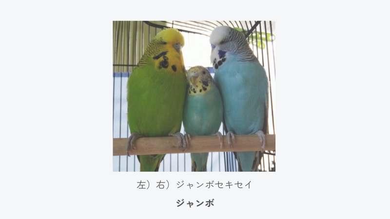 セキセイインコ ジャンボ