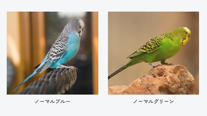 セキセイインコ ノーマルブルー、ノーマルグリーン