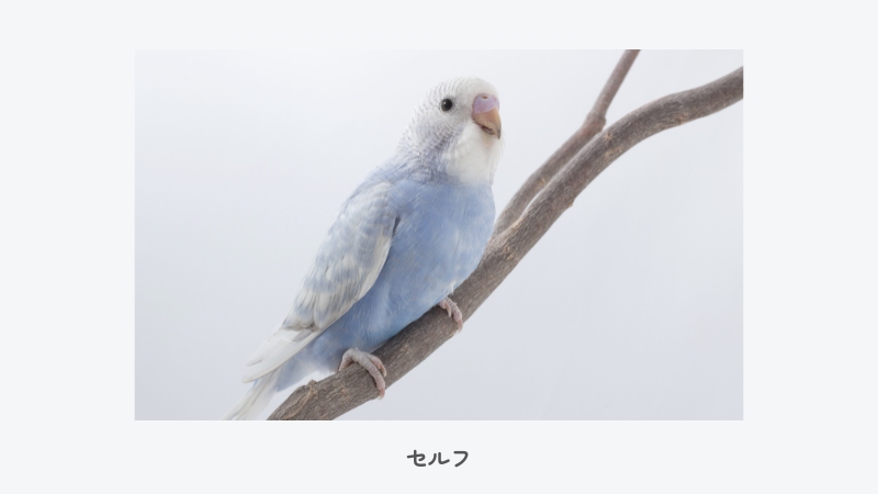 セキセイインコ セルフ