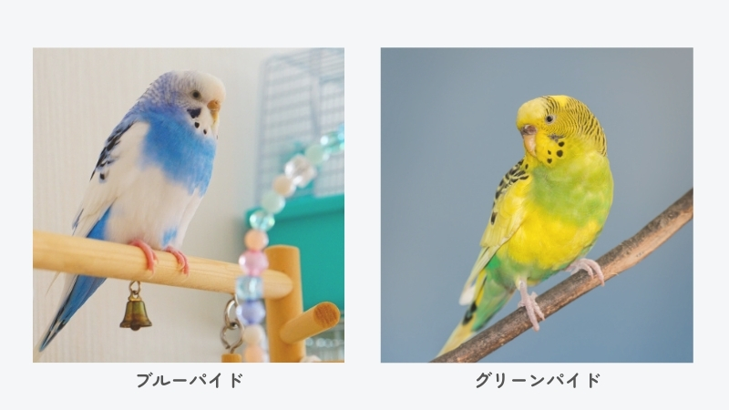 セキセイインコ ブルーパイド、グリーンパイド