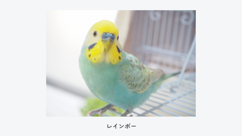 セキセイインコ レインボー