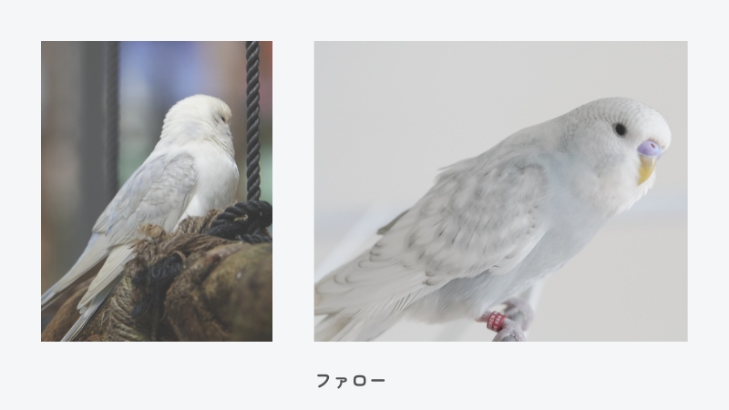 セキセイインコ ファロー