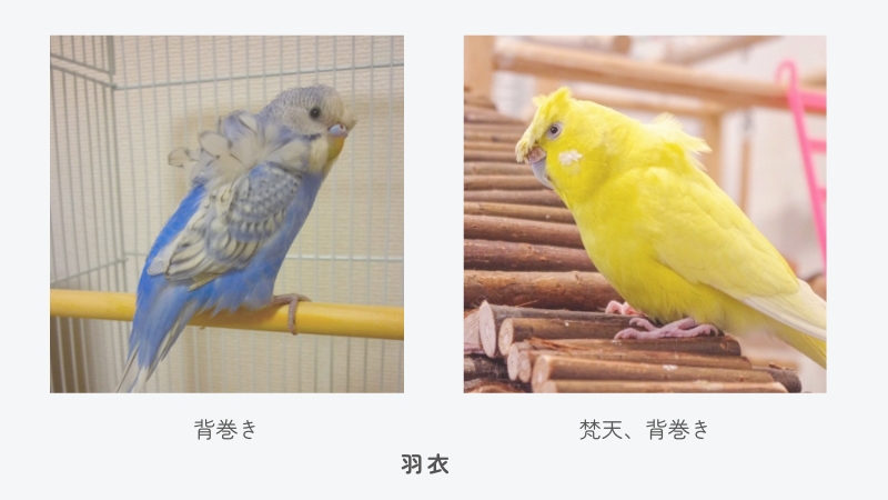 セキセイインコ 羽衣