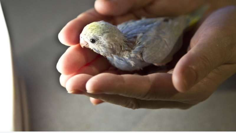 両手で覆われたセキセイインコの雛