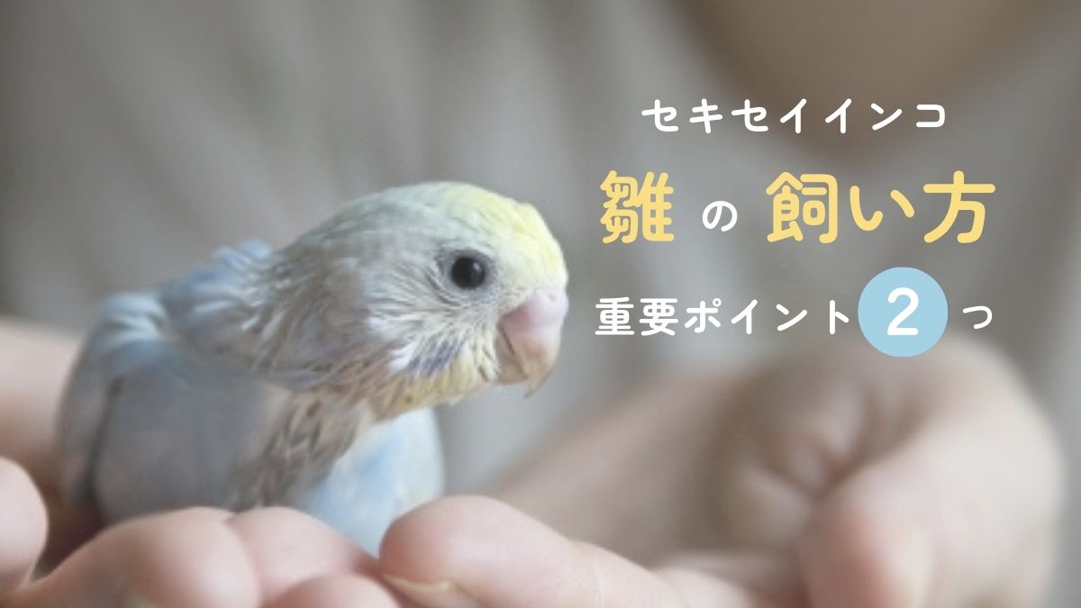 セキセイインコ 雛の飼い方　重要ポイント２つ