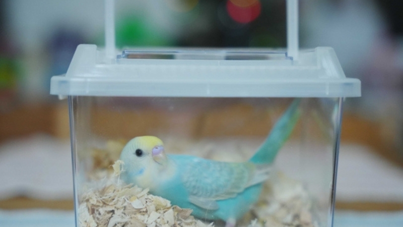 プラケースに入っているセキセイインコの雛