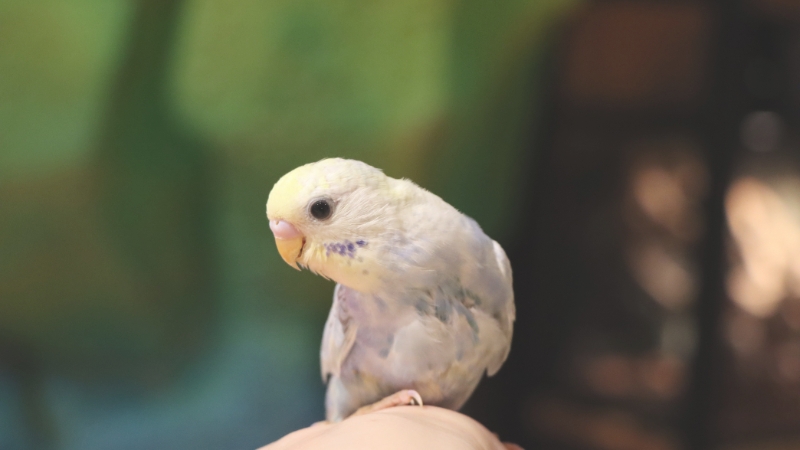 手に乗っているセキセイインコの雛