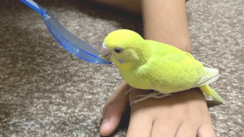 スプーンで餌を食べているセキセイインコの雛