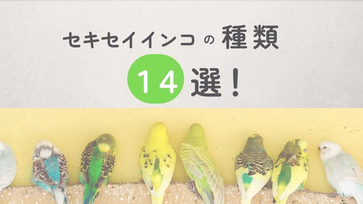 セキセイインコの種類 14選！