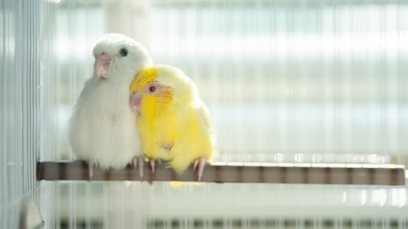 ケージの止まり木で寄り添っている2羽のセキセイインコの雛