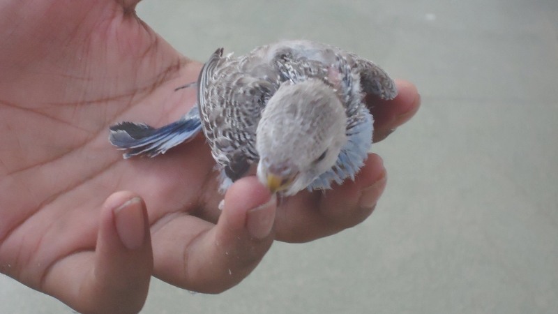 手に乗って指をかじっているセキセイインコの雛