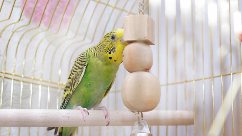 吊り下げたおもちゃに顔を近づけているセキセイインコ