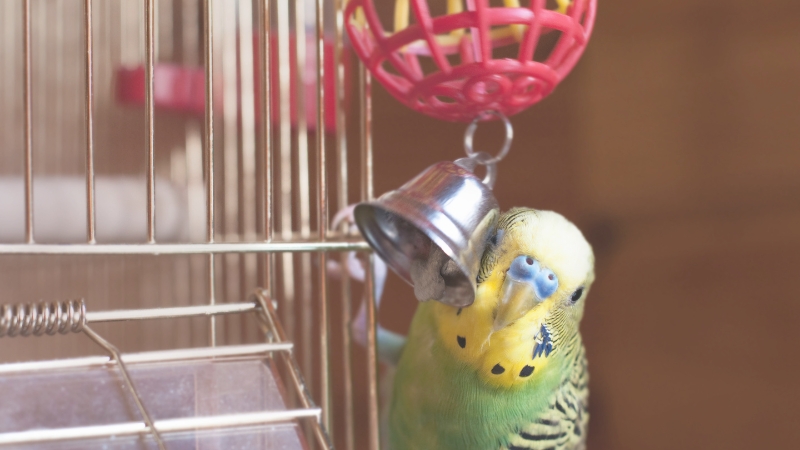 おもちゃの鈴に顔をすり寄せているセキセイインコ