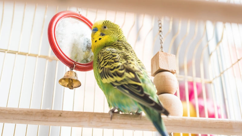 吊り下げた鏡のおもちゃの前で振り向いているセキセイインコ