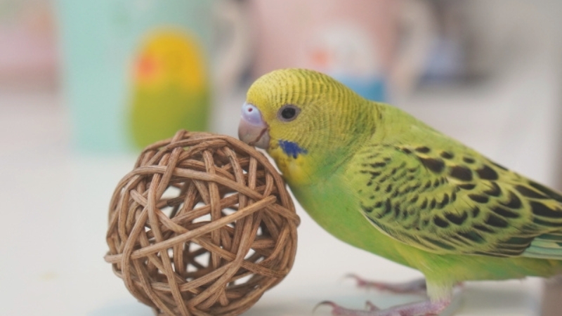 おもちゃのボールに興味を示しているセキセイインコの幼鳥