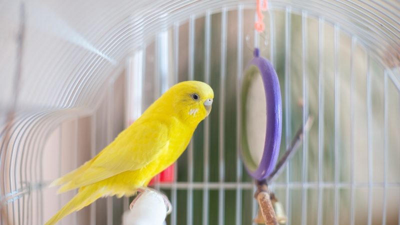ケージの中で止まり木に止まっているセキセイインコ