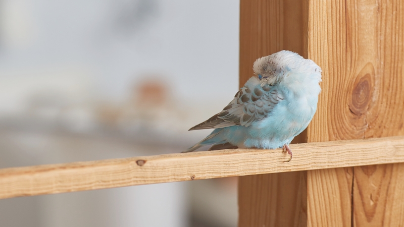 後ろ向きに頭を羽に突っ込んで寝ているセキセイインコ