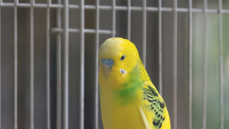 ケージの中で一点を見つめるセキセイインコ