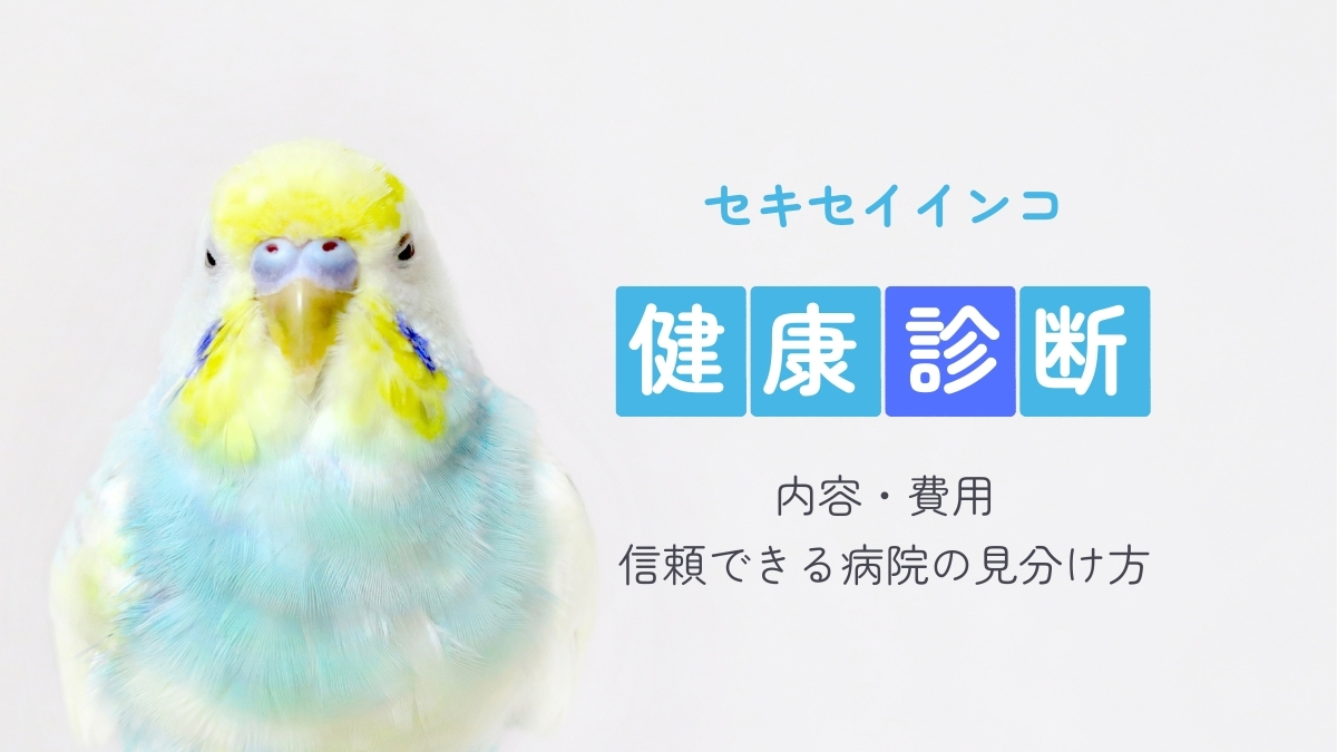 セキセイインコ　健康診断　内容・費用　信頼できる病院の見分け方