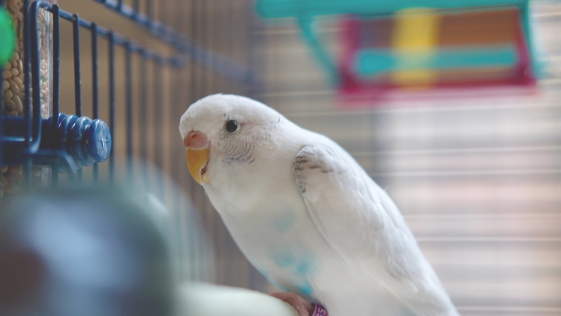 ケージの中からこちらを見ているセキセイインコ