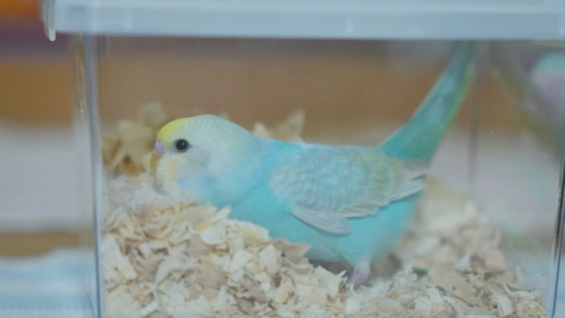 プラケースの中のセキセイインコ